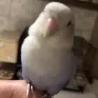 ذكر روز