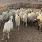 ضان حبص مقنوي