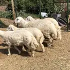 5 طليان فوق 5 شهور