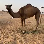 ثنتين بكار لقايا وناقه مجهم