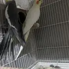 جوز كروان منتج شرط (تم البيع)