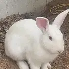 ارنب فرنسي للبيع