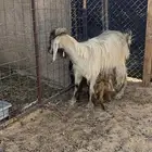 عنز معها ثنين