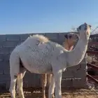 قعدان برية على الحليب