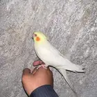 فرخ كروان ( كوكتيل )