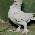 ذكر حمام كفو