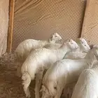 ذبايح حري بري