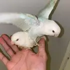 ببغاء روز اعمارهم 3-4 شهور