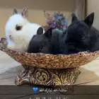 ارانب انذر لاند القزميه