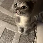 تبني قطه سكوتش
