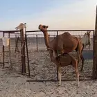 خلفه حمراء ساحليه تم البيع