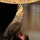 طير كروان او كوكتيل للبيع