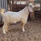 تيس فحل للبيع