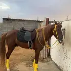 حصان للبيع العمر 3 ونص