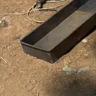 قز رمل عينين للبيع