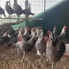 صيصان دجاج فيومي