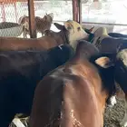 حسلان للبيع