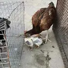 دجاجه بكستانيه