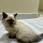 للبيع قط هملايا شوكلت
