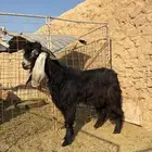 للبيع تيس فحل ثني