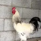 دجاج براهما