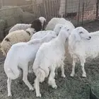 للبيع حريات العدد4. ثلاث خرفان ورخل. العمر 6اشهور