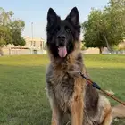 كلب جيرمن شيبرد شولاين لونق هير