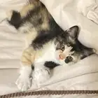 قطط