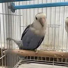 ببغاء روز