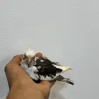 للبيع فرخين كروان غر