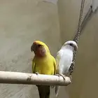 زوج روز منتج
