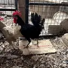 ديكين طيبه وكلها تأذن والواحد سعره على 30 ريال ولا يجي