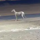 جراوه سلق عربيه