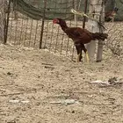 ديك باكستاني للبيع