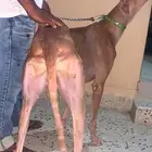 سلوقي مخلوط