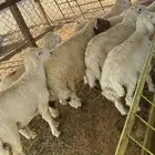 ذبايح حريات ونعيم