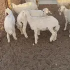 رخال مقاني