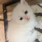 قطه شيرازي للبيع العمر شهر لعبوبه مره