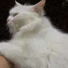 قطط لتبني محايل عسير