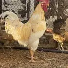 دجاج وديوك وبط بكيني للبيع