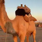 جمل للبيع