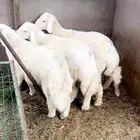 طليان حريه 5 شهور شرط نظافه وصحه