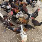 ديوك ترثه ألوان واشكال العدد 20