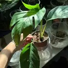 ابريبيوم سيبو بلو نباتات داخلي من النباتات المميزه