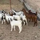 عرس فل فل شحم
