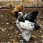 دجاج براهما