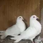 طبات نفاخ اسباني
