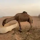 بعير شاق نابه