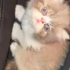 قطط