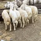 5 خرفان والسادسة رخل